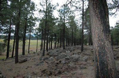 805 West Naval Observatory Road Flagstaff, AZ 86005 - Photo 2 of 19 Additional Photo