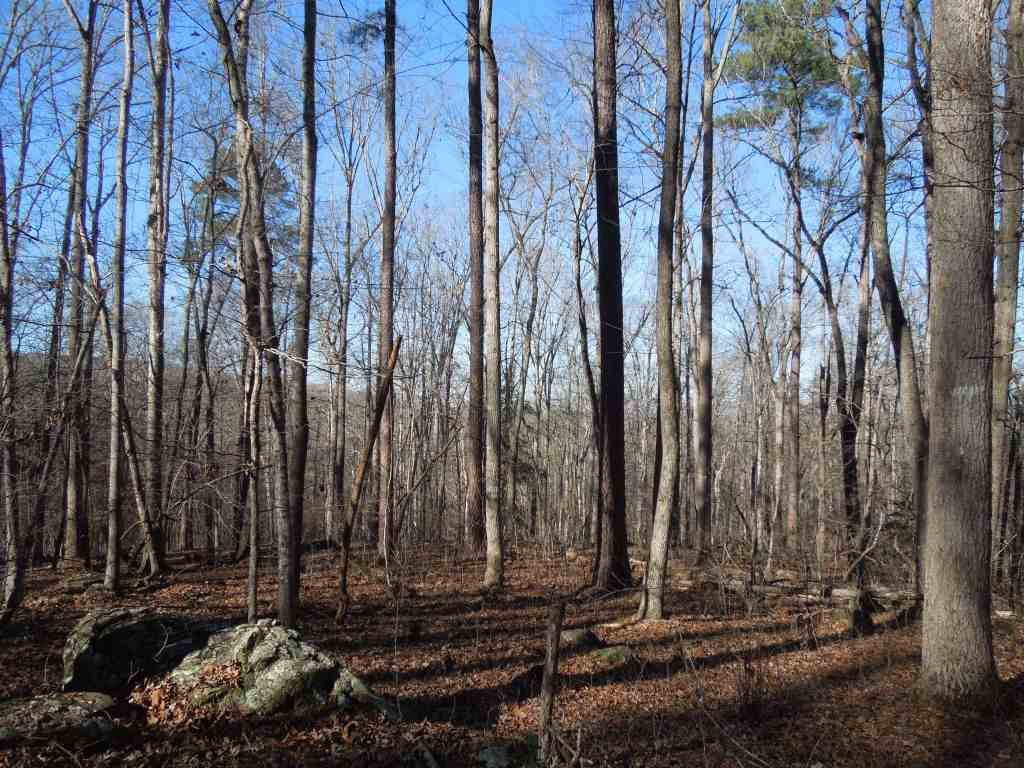 Eddie Perry Road Pittsboro, NC 27312 - Photo 10 of 12 Photo 10