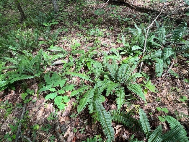 Old Courthouse Road Appomattox, VA 24522 - Photo 17 of 23 Gallery Image 17