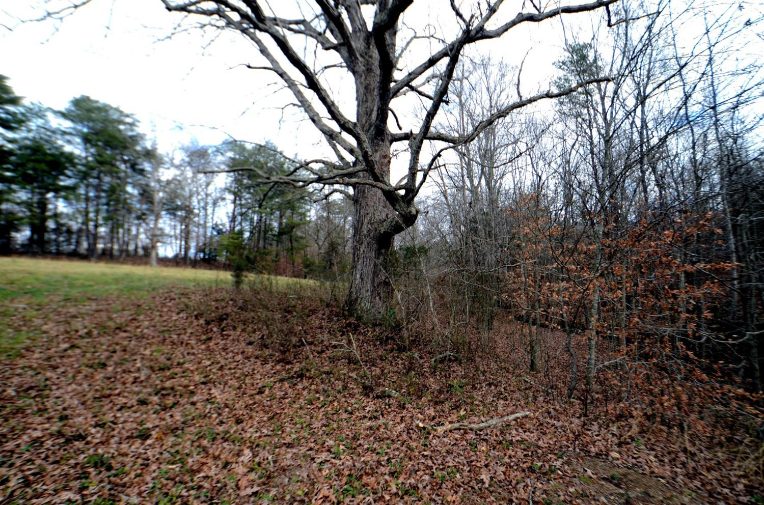 146 Opossum Run Road Irvine, KY 40336 - Photo 60 of 64 Mighty oaks are some of the finest KY ha