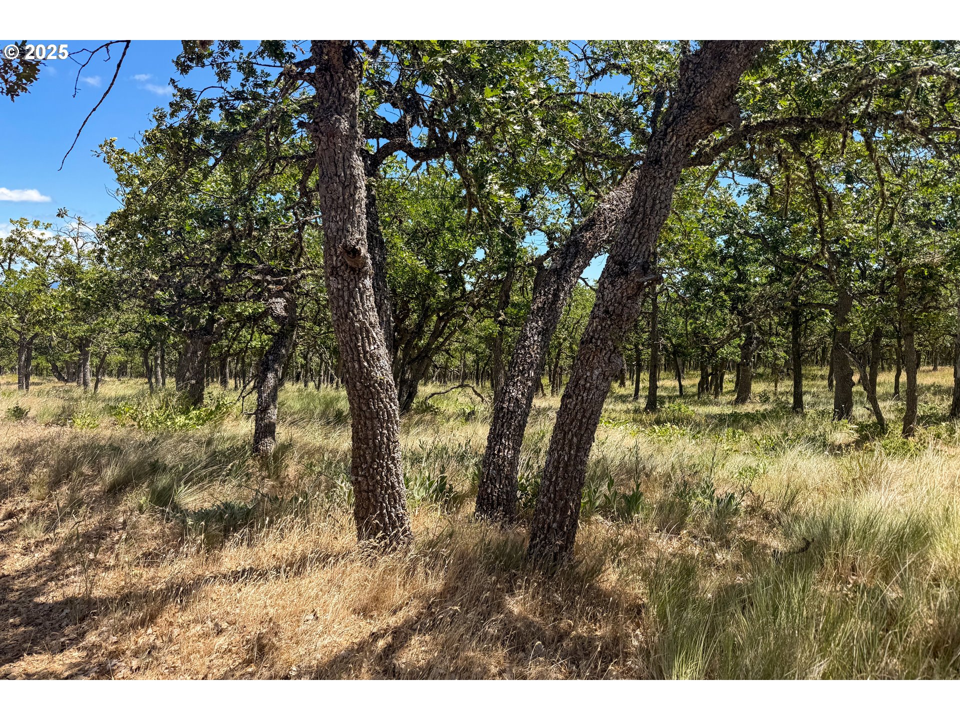 4143200000600 4143200000600th Lyle, WA 98635 - Photo 14 of 27 a view of yard with trees