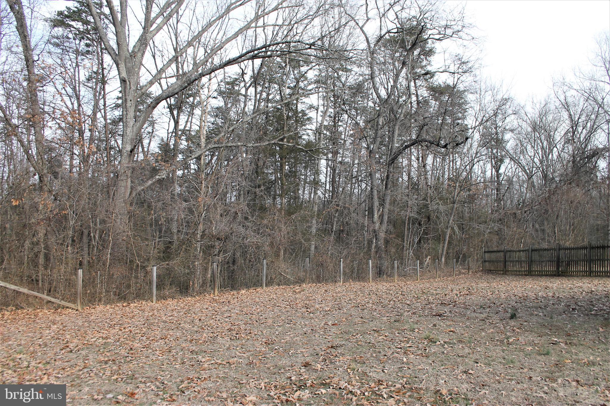 634 River Road Madison, VA 22727 - Photo 32 of 33 Wooded area of lot