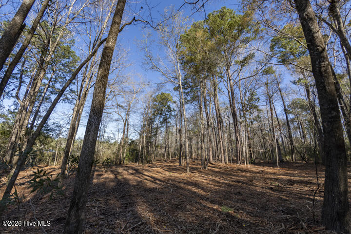 0 Smith Creek Road Vandemere, NC 28587 - Photo 23 of 30 Mixed Pines and Hardwoods