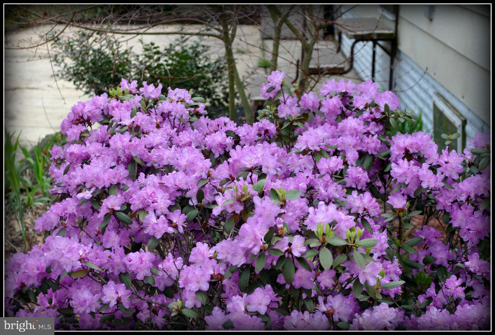 124 Pintail Road Chestertown, MD 21620 - Photo 2 of 20 Flowers at entrance to house