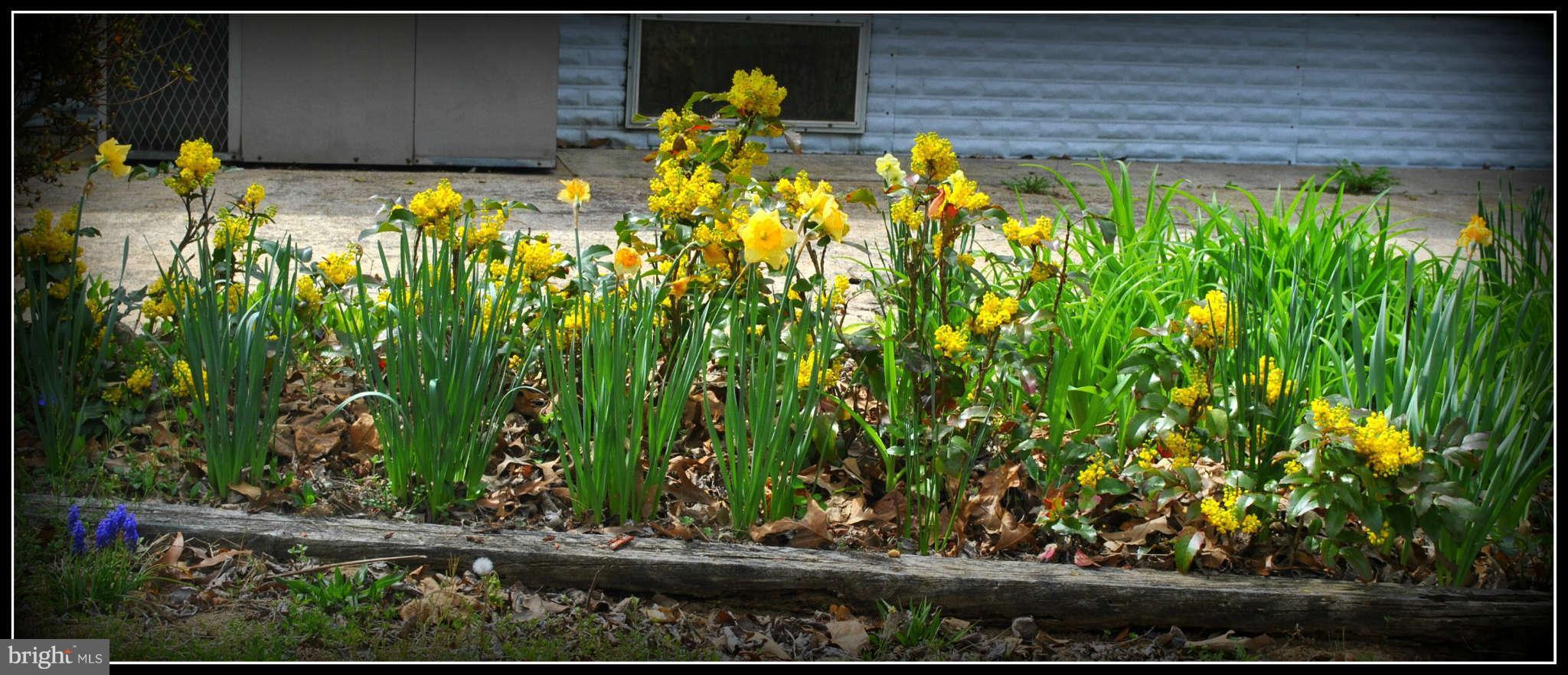 124 Pintail Road Chestertown, MD 21620 - Photo 3 of 20 Flowers at front of house