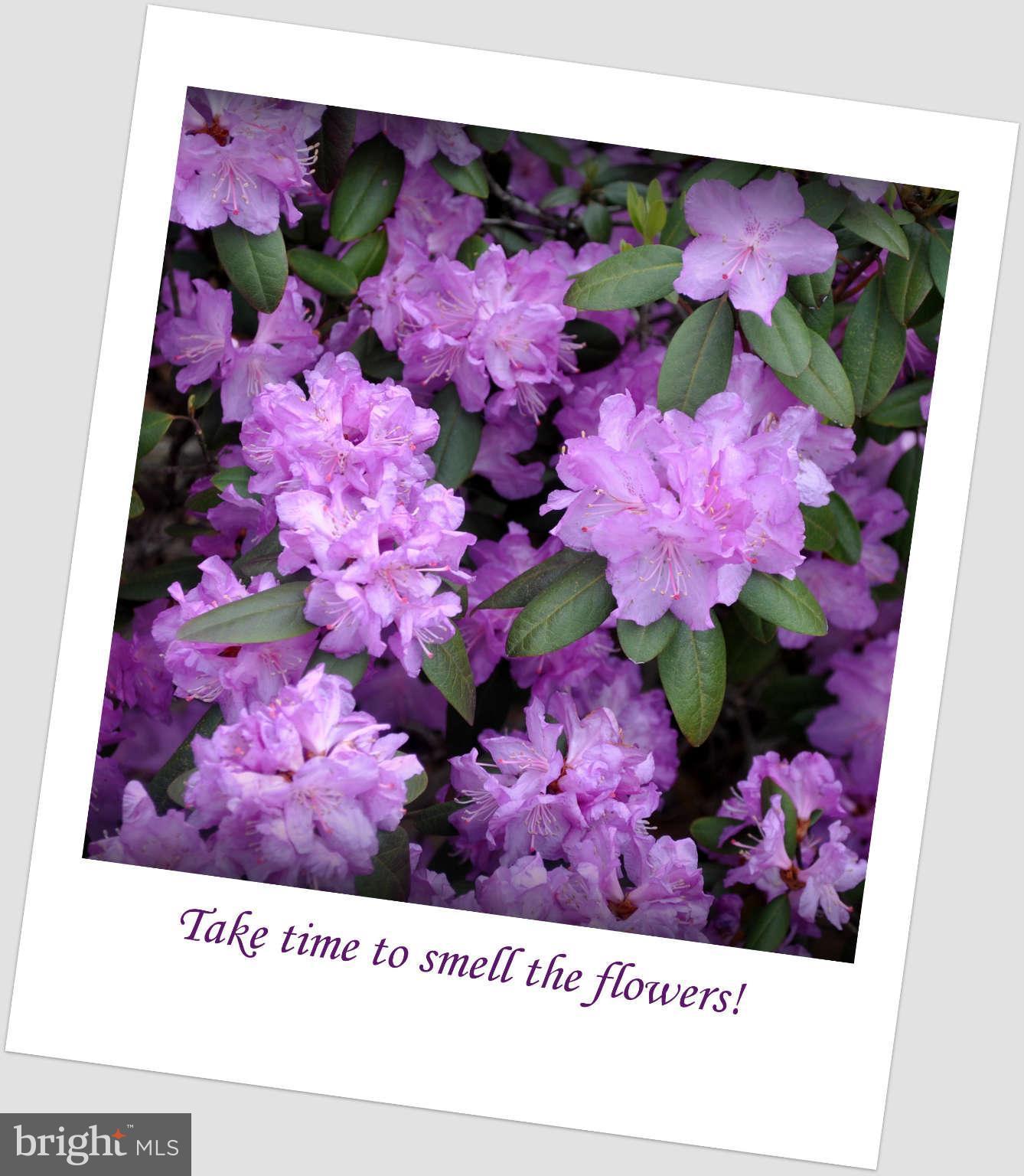 124 Pintail Road Chestertown, MD 21620 - Photo 4 of 20 Beautiful Flowers