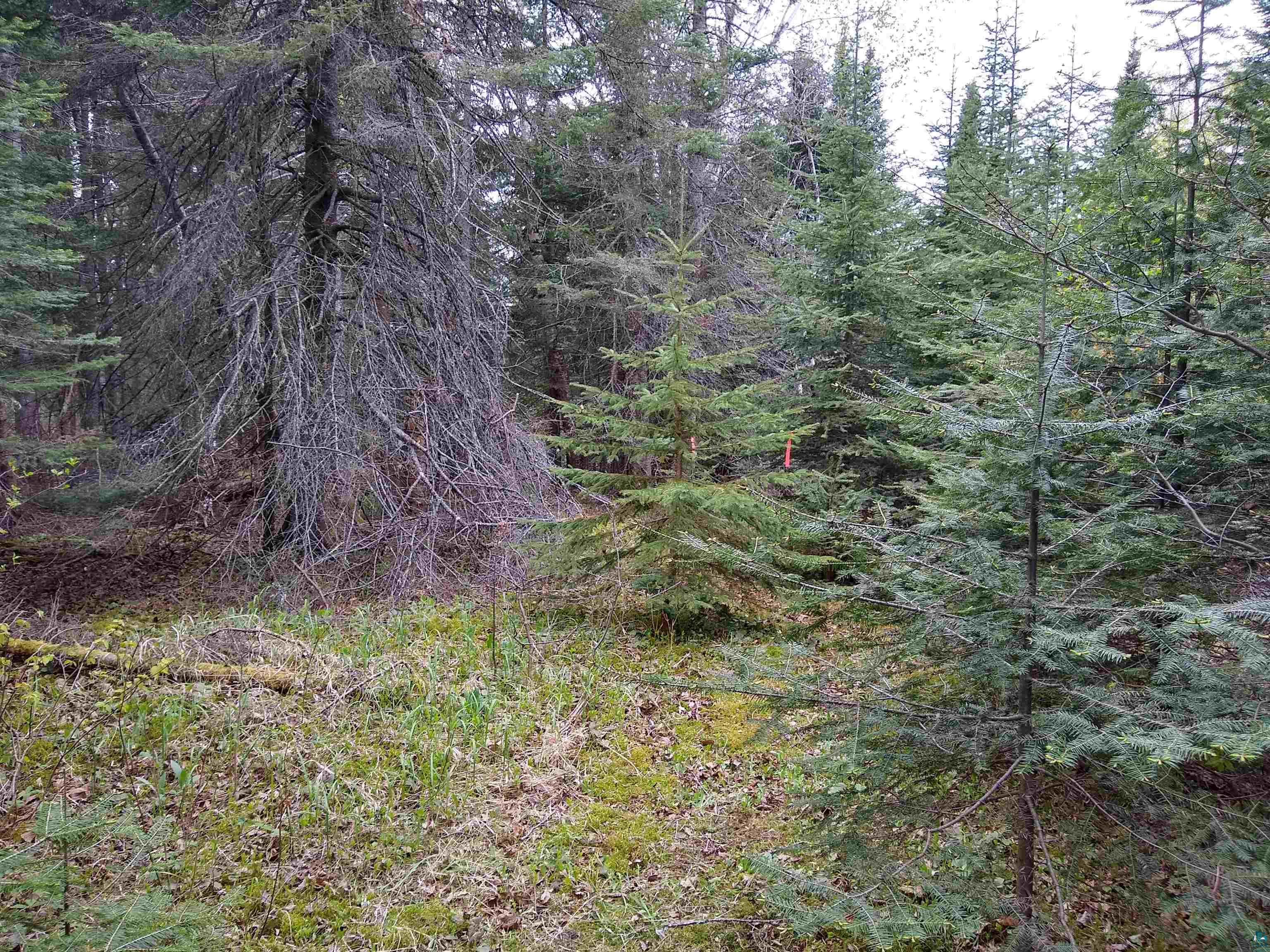 886-xx Bark Point Road Herbster, WI 54844 - Photo 12 of 24 Gallery Image 12