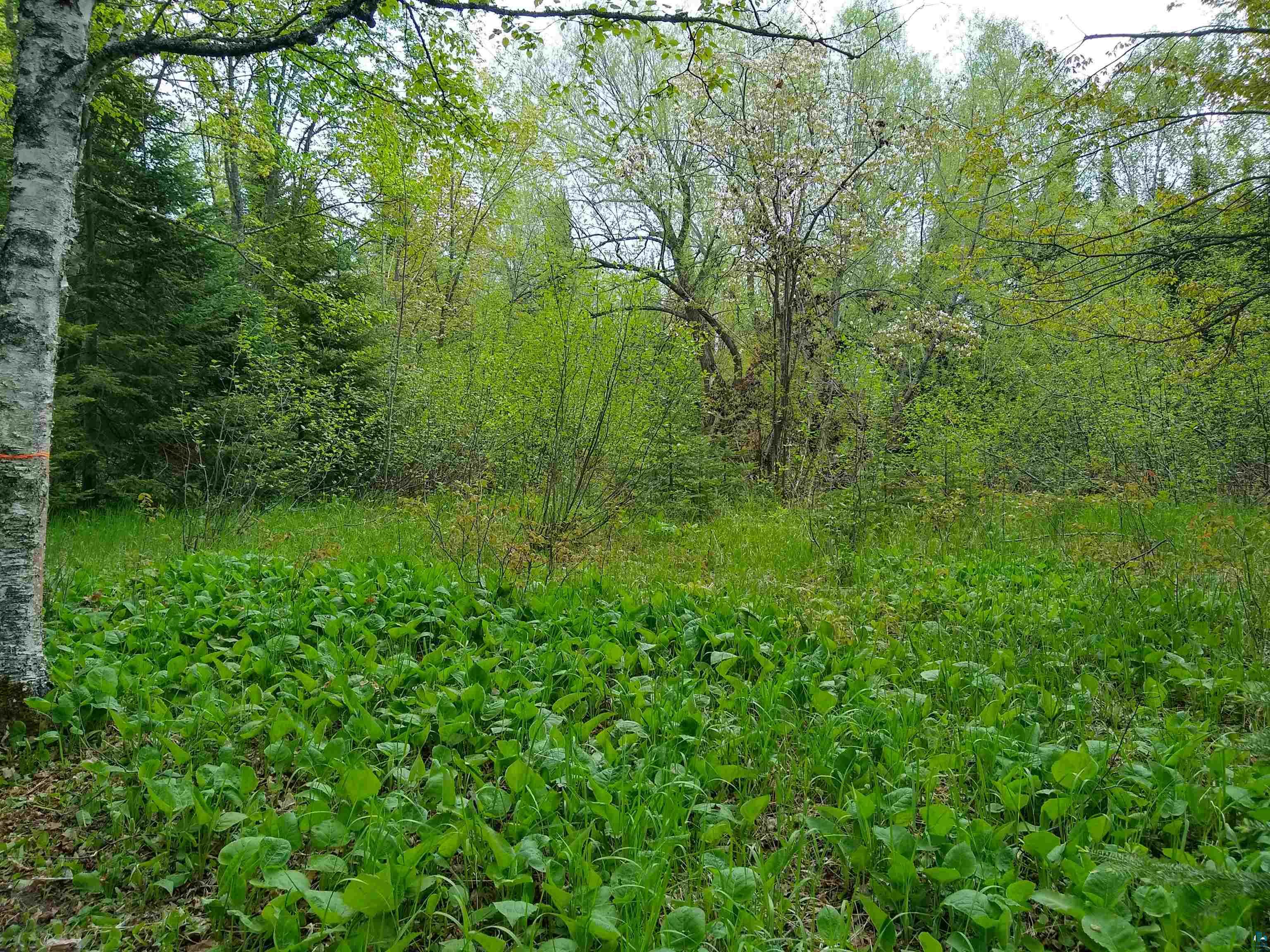 886-xx Bark Point Road Herbster, WI 54844 - Photo 10 of 24 Gallery Image 10