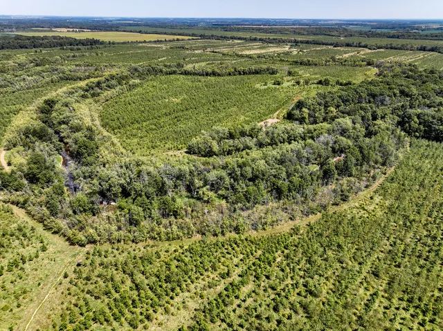 a view of a lush green forest with lots of trees