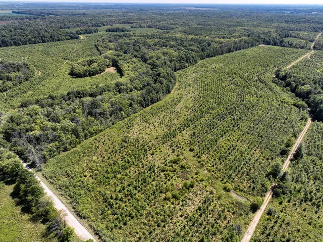 a view of a forest with a houses
