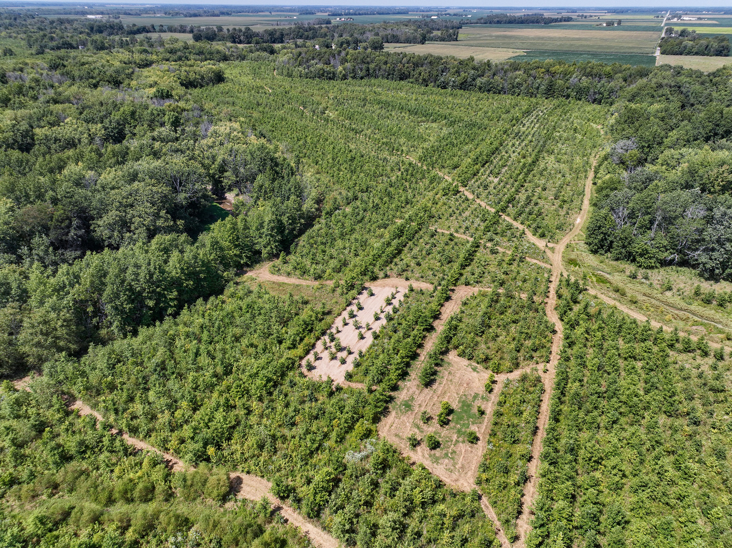 0 Mayflower Road Clay City, IL 62824 - Photo 15 of 48 a view of a forest with a houses