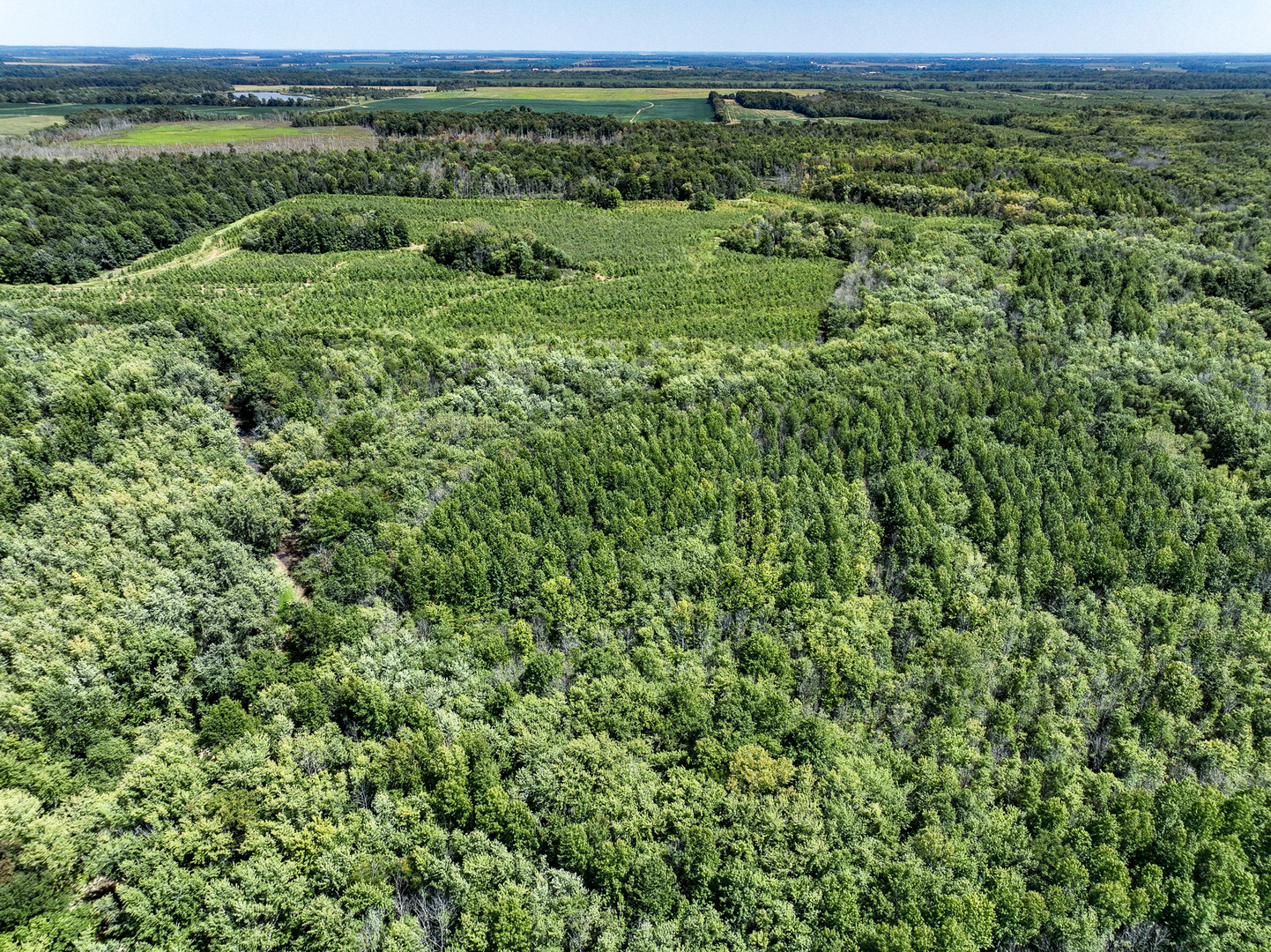 0 Mayflower Road Clay City, IL 62824 - Photo 16 of 48 a view of a lush green outdoor space with a mountain and trees all around