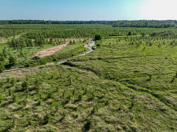 a view of a lush green forest with lots of trees
