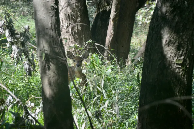 a view of a yard with large trees