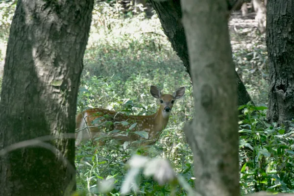 a big yard with lots of green space and plants