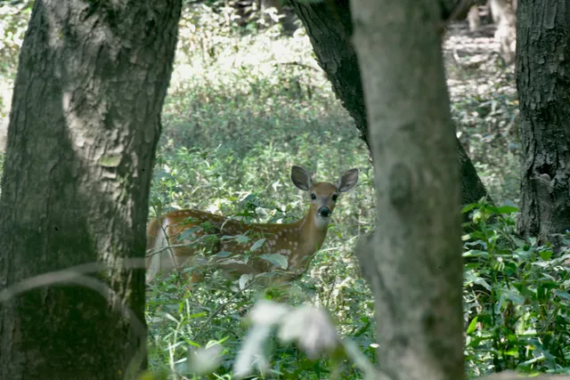 a big yard with lots of green space and plants