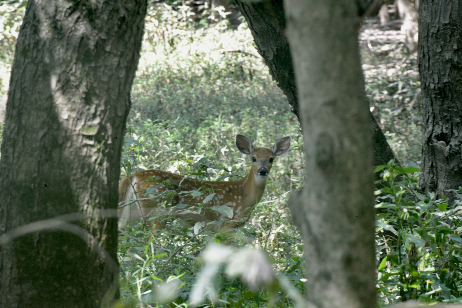 0 Mayflower Road Clay City, IL 62824 - Photo 34 of 48 a close up of a plant
