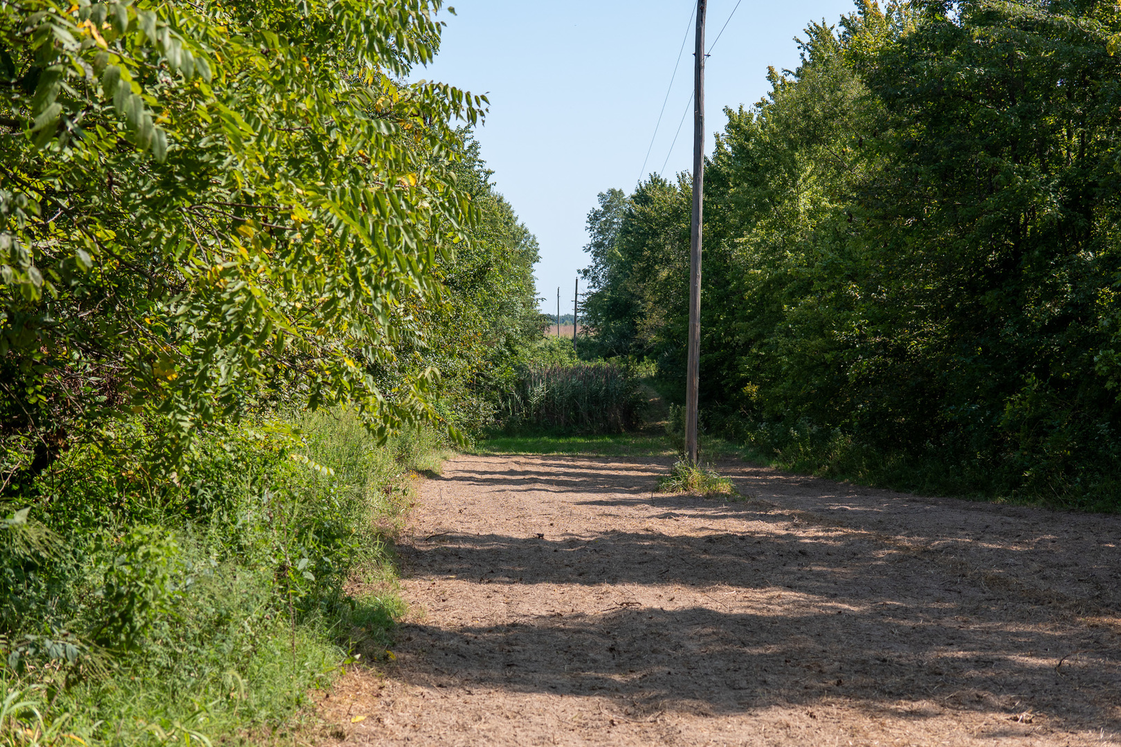 0 Mayflower Road Clay City, IL 62824 - Photo 36 of 48 a view of a yard with large trees