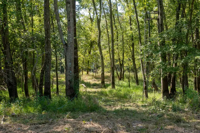 a view of a lush green forest