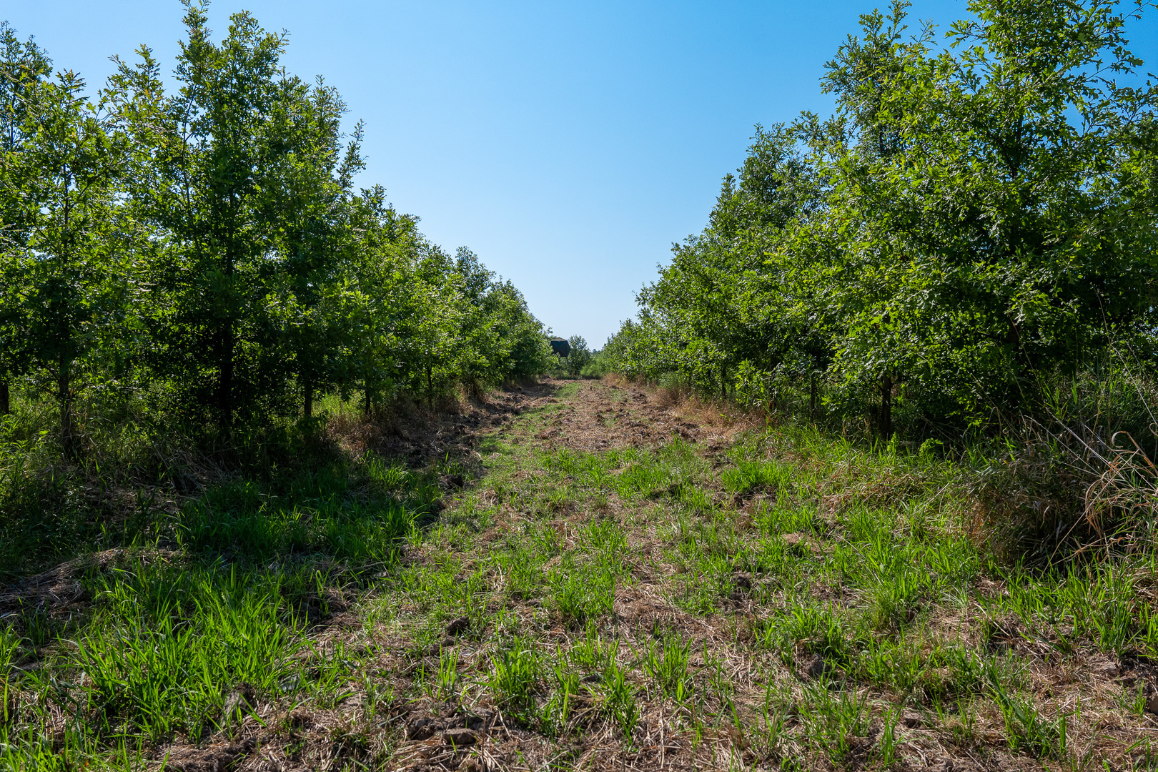 0 Mayflower Road Clay City, IL 62824 - Photo 41 of 48 a view of a lush green forest