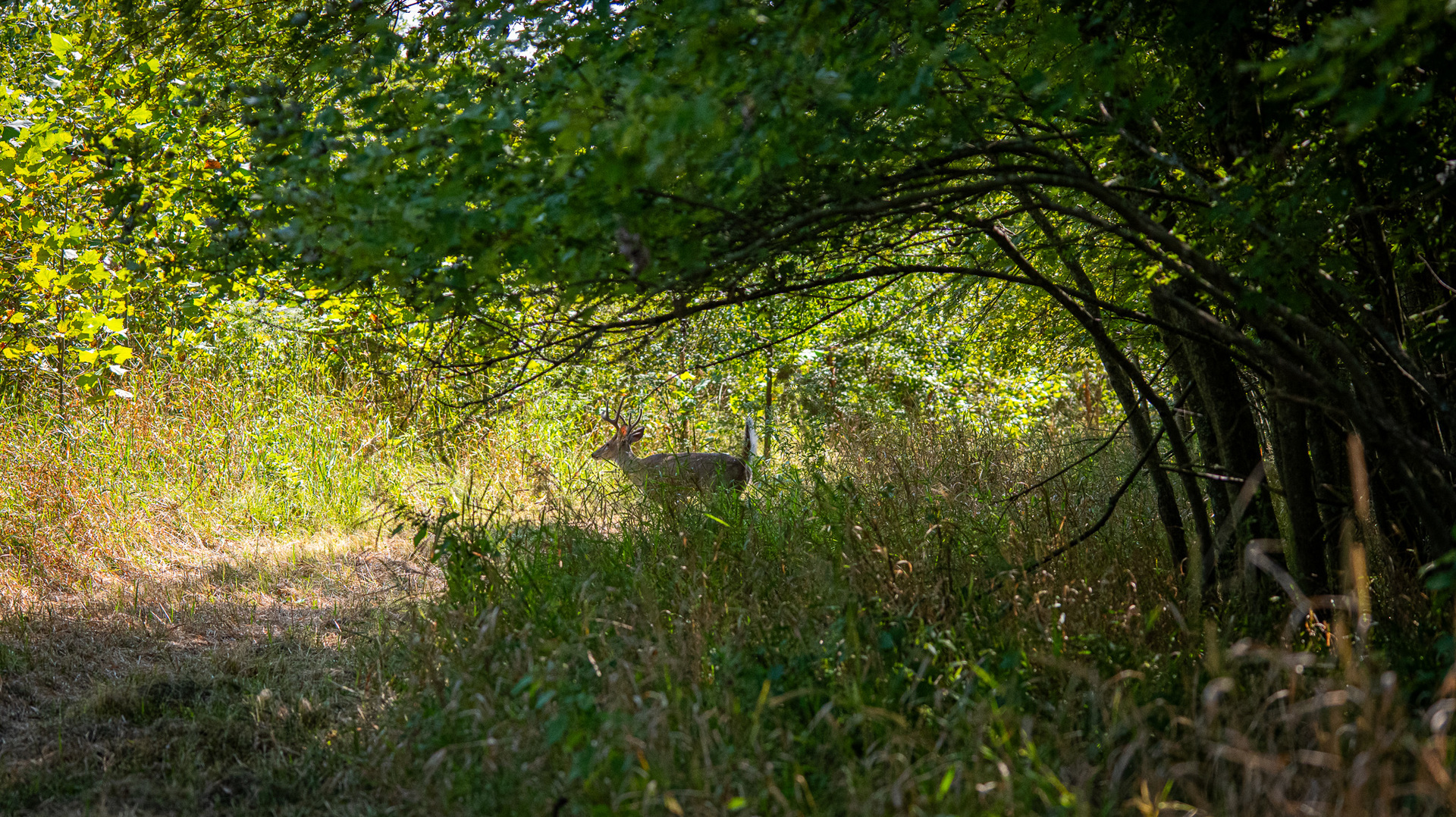0 Mayflower Road Clay City, IL 62824 - Photo 43 of 48 a view of a yard