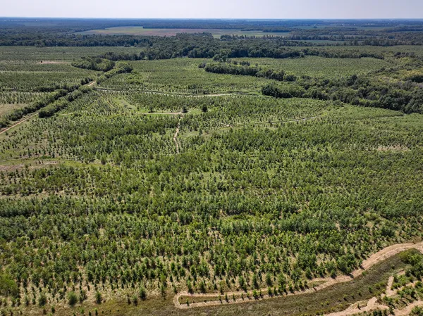 a view of a lush green forest with a lake