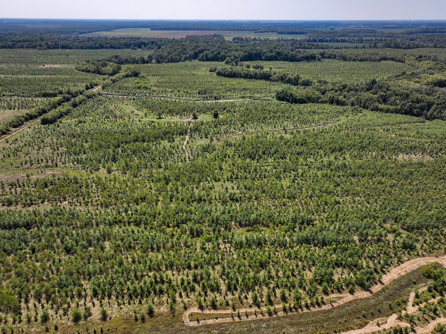 0 Mayflower Road Clay City, IL 62824 - Photo 8 of 48 a view of a large yard with lots of green space