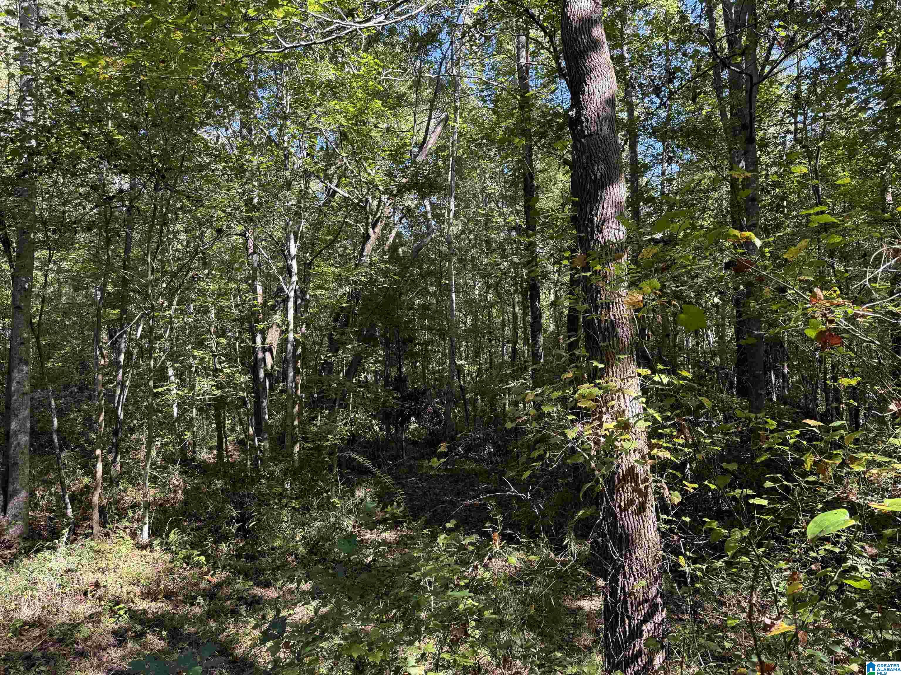 2361 New County Line Road Sylacauga, AL 35151 - Photo 14 of 35