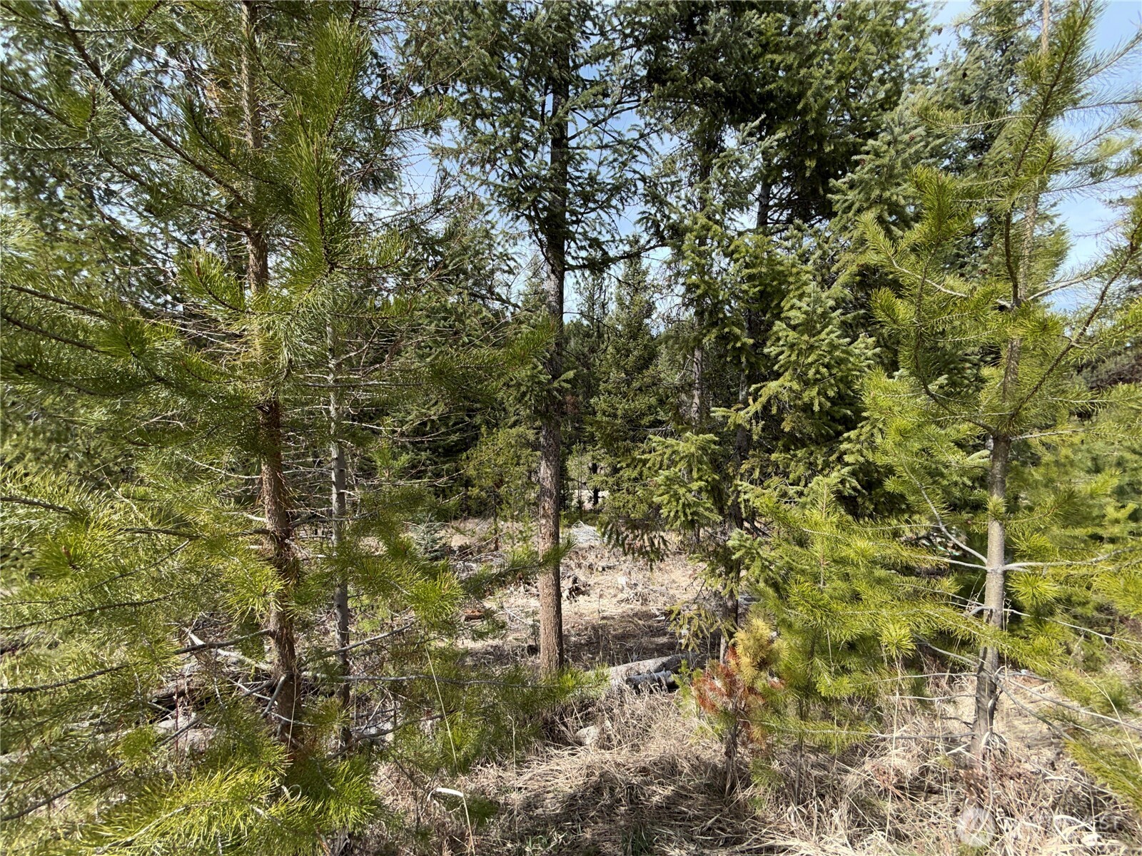 37 Gardner Creek Road Republic, WA 99166 - Photo 22 of 25