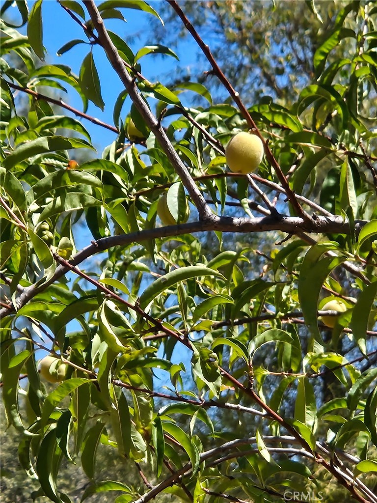 2728 Pentz Road Oroville, CA 95965 - Photo 42 of 52 a backyard of a tree