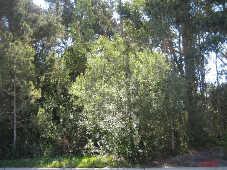 4750 South Blosser Road, Unit 318 Santa Maria, CA 93455 - Photo 2 of 17 a view of a forest with plants and trees