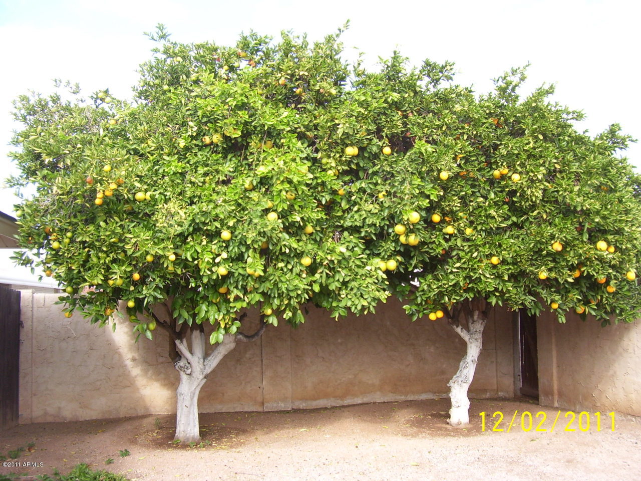 501 South Racine Mesa, AZ 85206 - Photo 12 of 19 Citrus trees