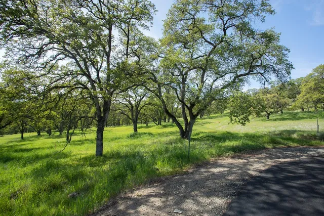 a view of field with trees