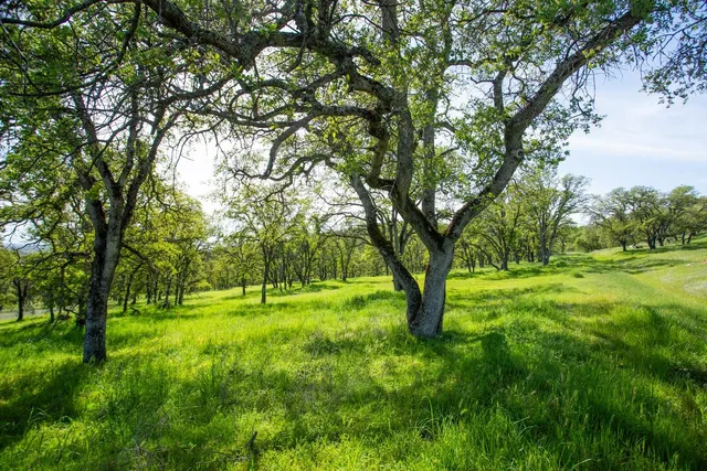 a big yard with lots of green space and trees