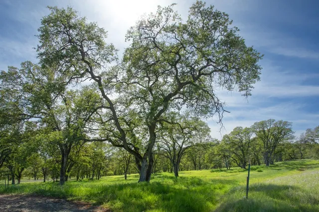 a view of backyard with green space