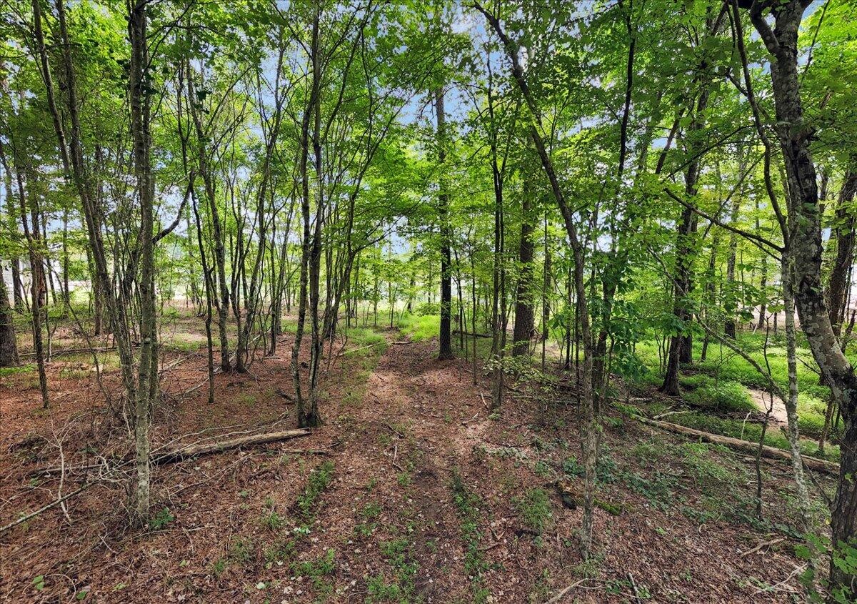 0 Raulston Falls Drive Jasper, TN 37347 - Photo 3 of 21 a view of a forest with trees in the background