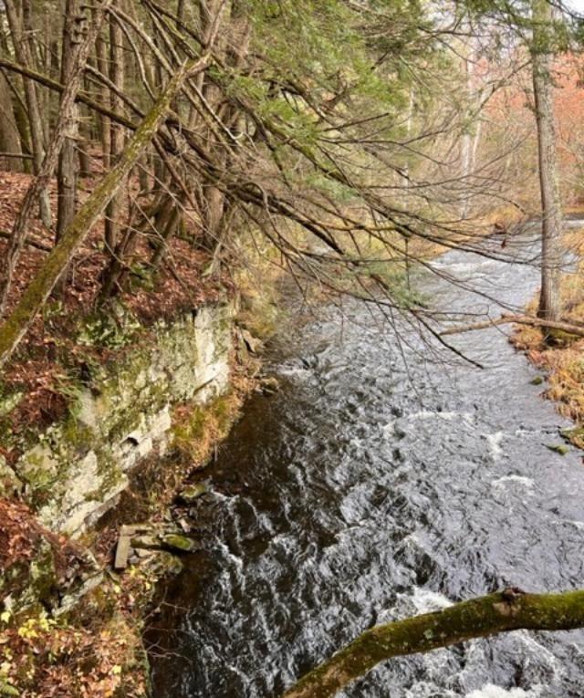 91 Laurie Lane Cairo, NY 12413 - Photo 5 of 15 View of local wilderness