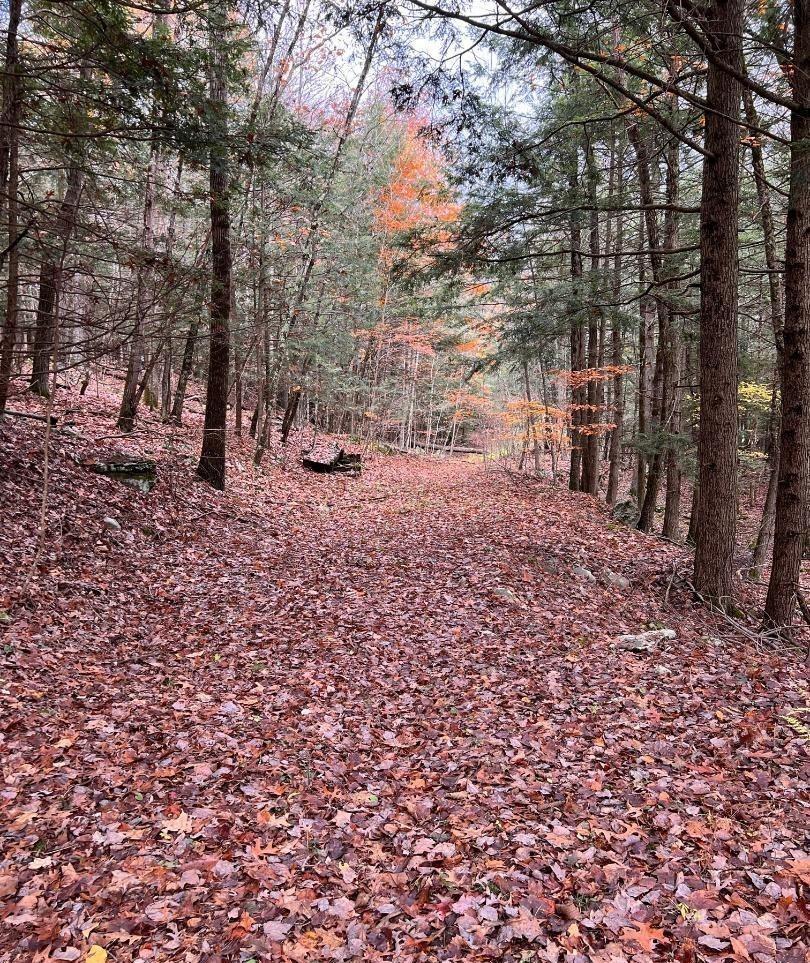 91 Laurie Lane Cairo, NY 12413 - Photo 10 of 15 View of local wilderness