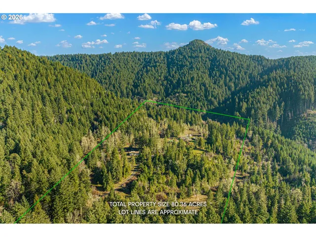 a view of a forest that has a tree