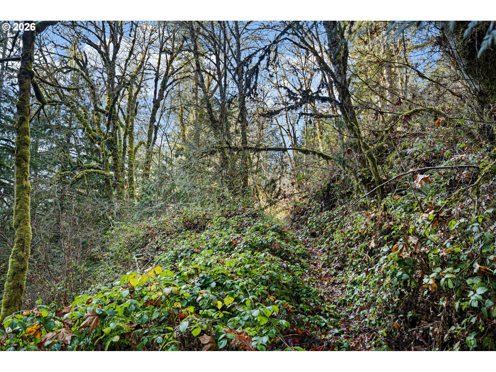 80181 Lost Creek Road Dexter, OR 97431 - Photo 25 of 44