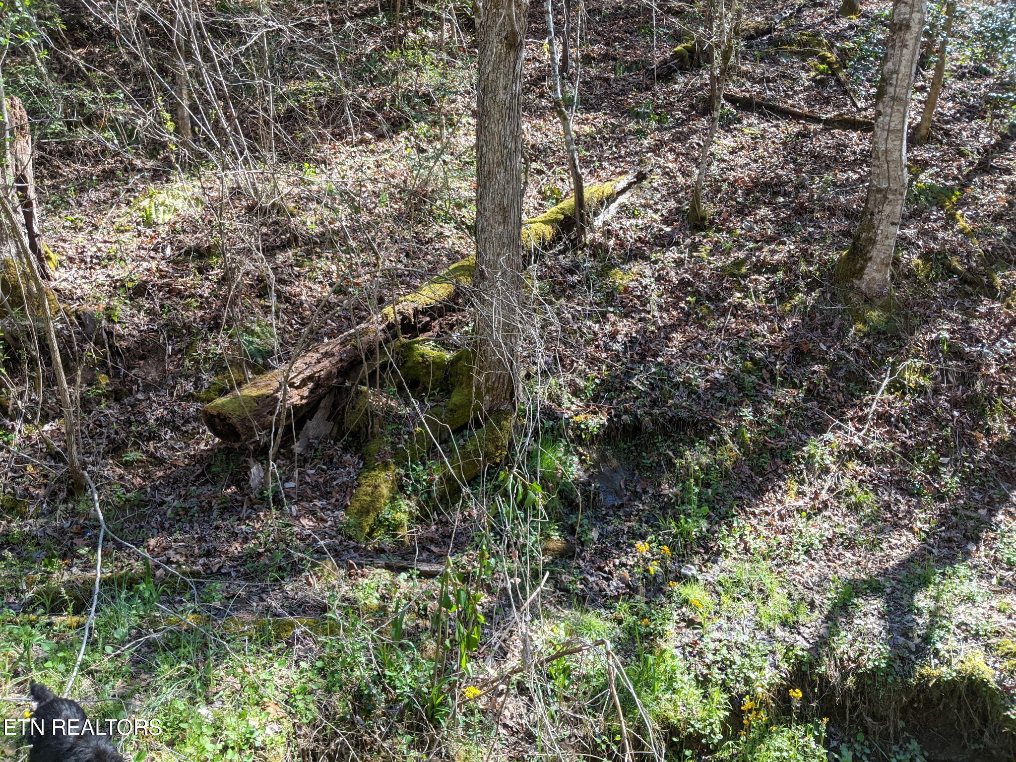 760 Black Branch Road Del Rio, TN 37727 - Photo 10 of 16 760 Black Branch Rd