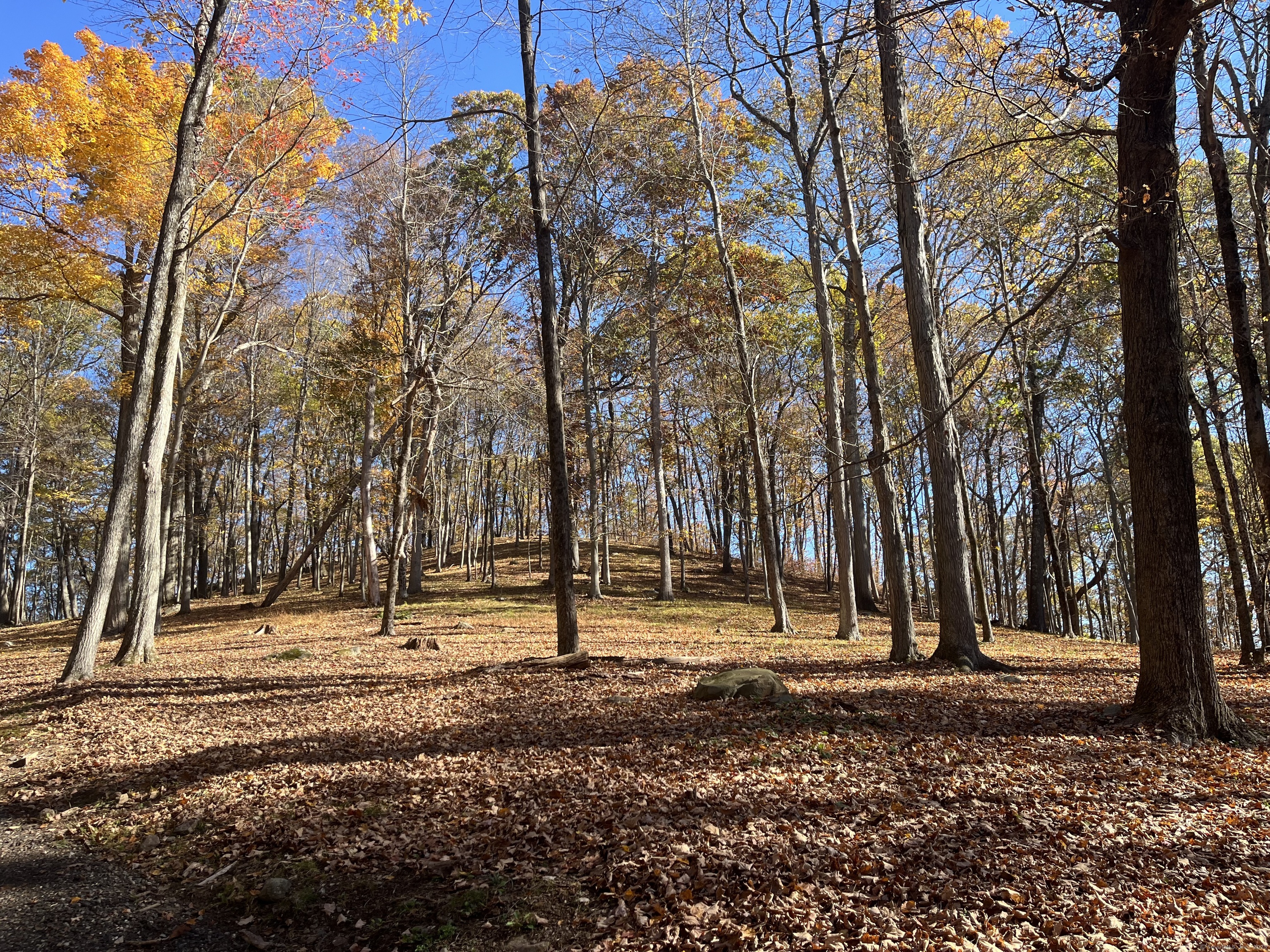 81 Mountain Road Prospect, CT 06712 - Photo 22 of 23 a view of outdoor space with trees