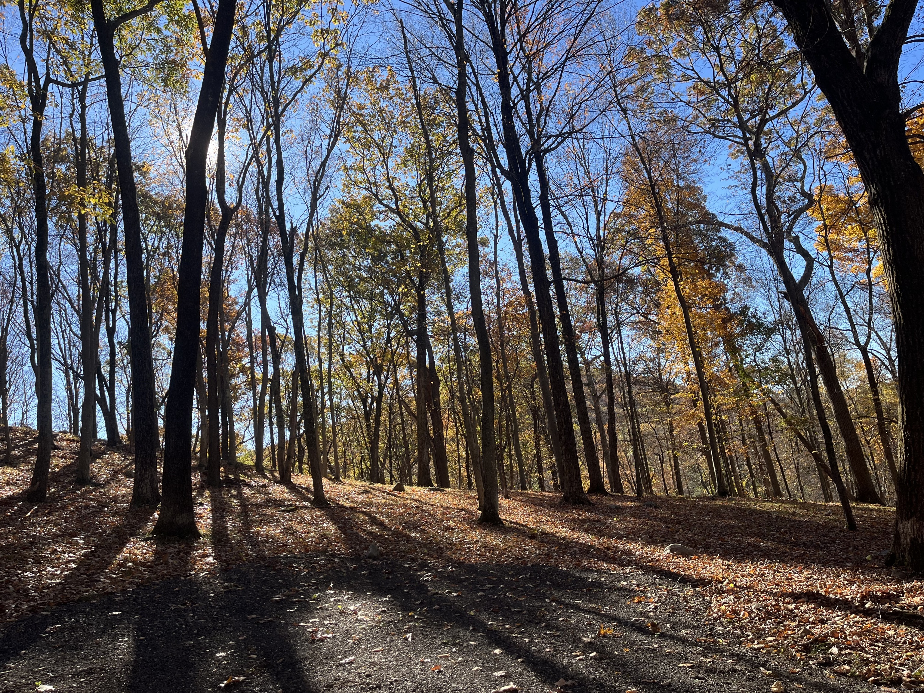 81 Mountain Road Prospect, CT 06712 - Photo 23 of 23 a view of outdoor space with lots of trees