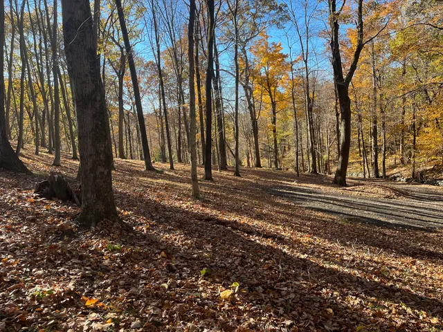 a view of a trees in a yard