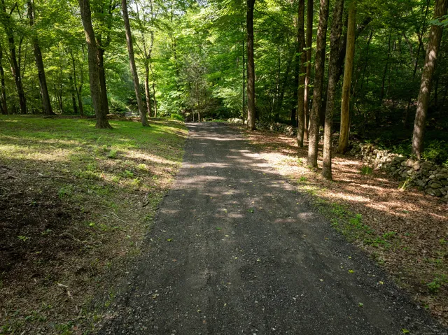 a view of a forest with large trees