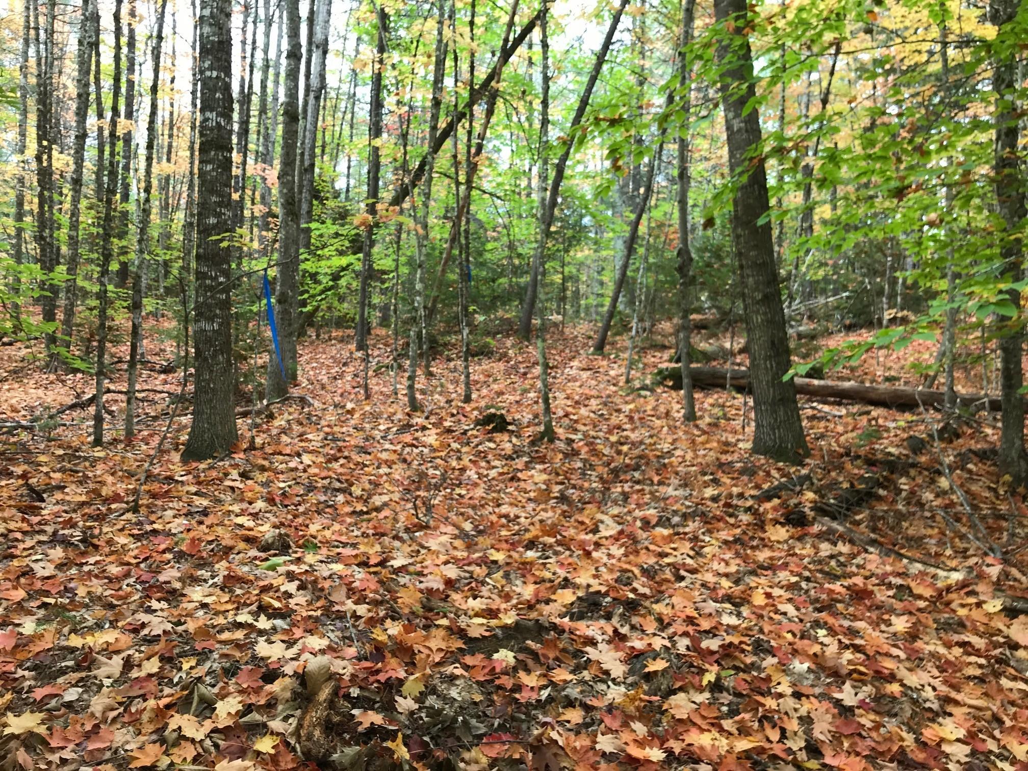 0 Spring Road West Newfield, ME 04095 - Photo 6 of 17 1