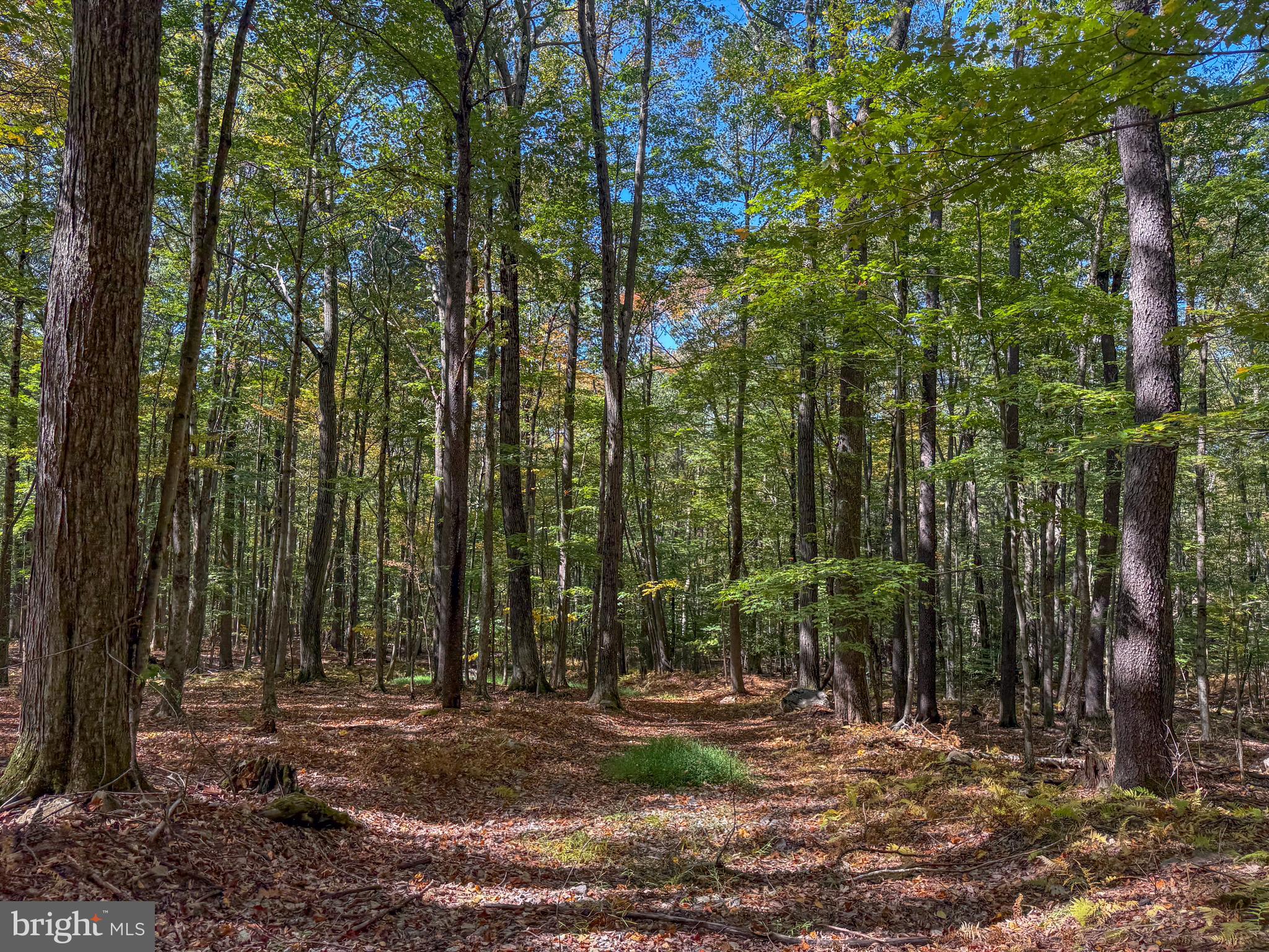 9 Timber Falls Road Oakland, MD 21550 - Photo 2 of 25