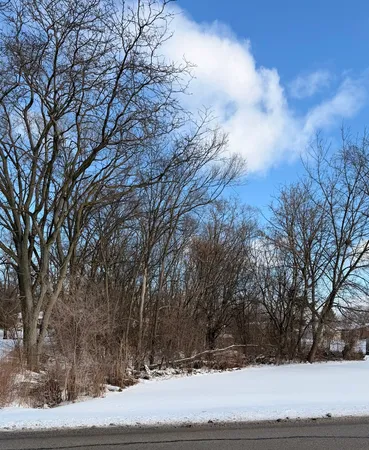 a view of a yard with trees