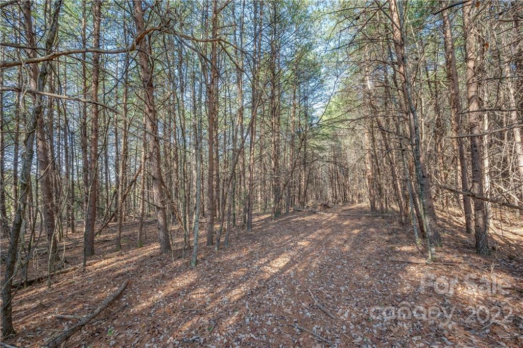380 Happy Lane Rutherfordton, NC 28139 - Photo 4 of 45 a view of backyard with tree