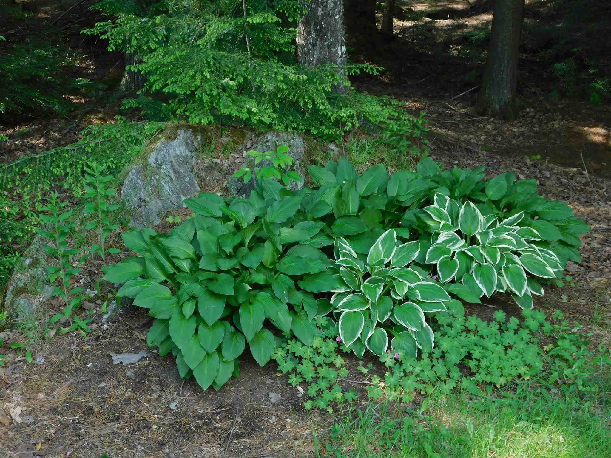 390 North Hill Road Westfield, VT 05874 - Photo 32 of 38